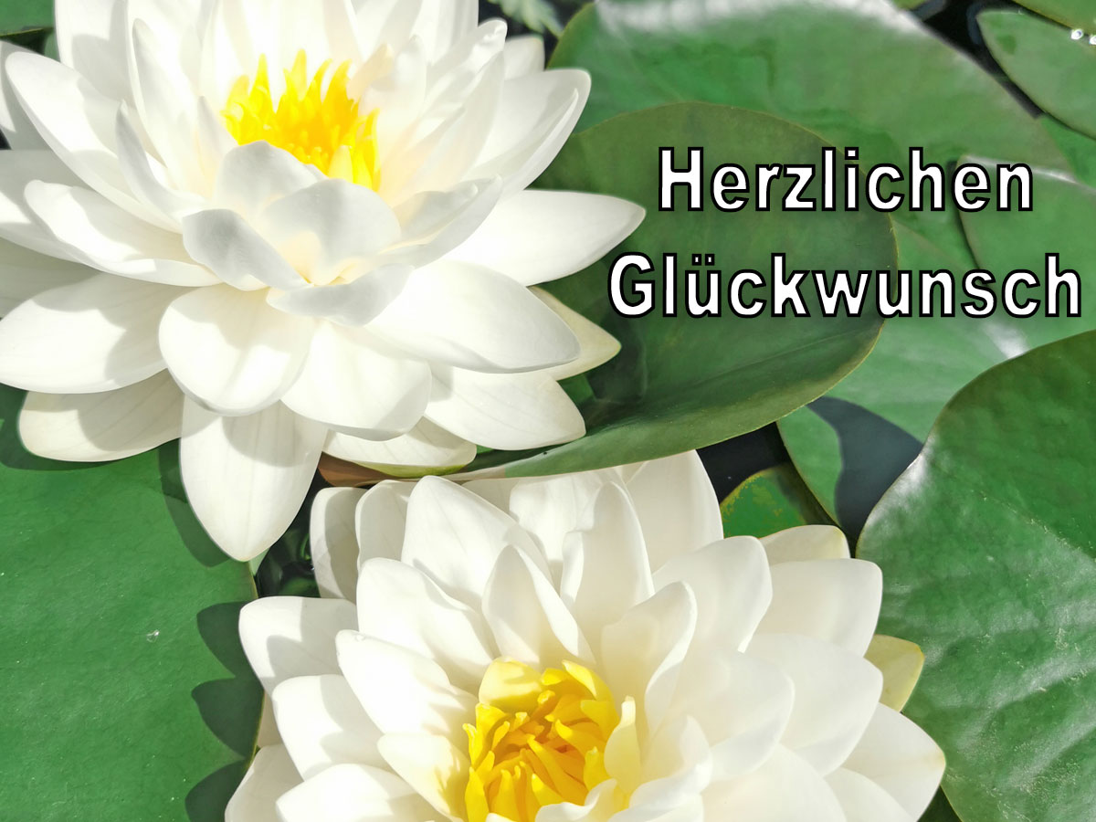 Gutschein Bild 8 weiße Seerose 
