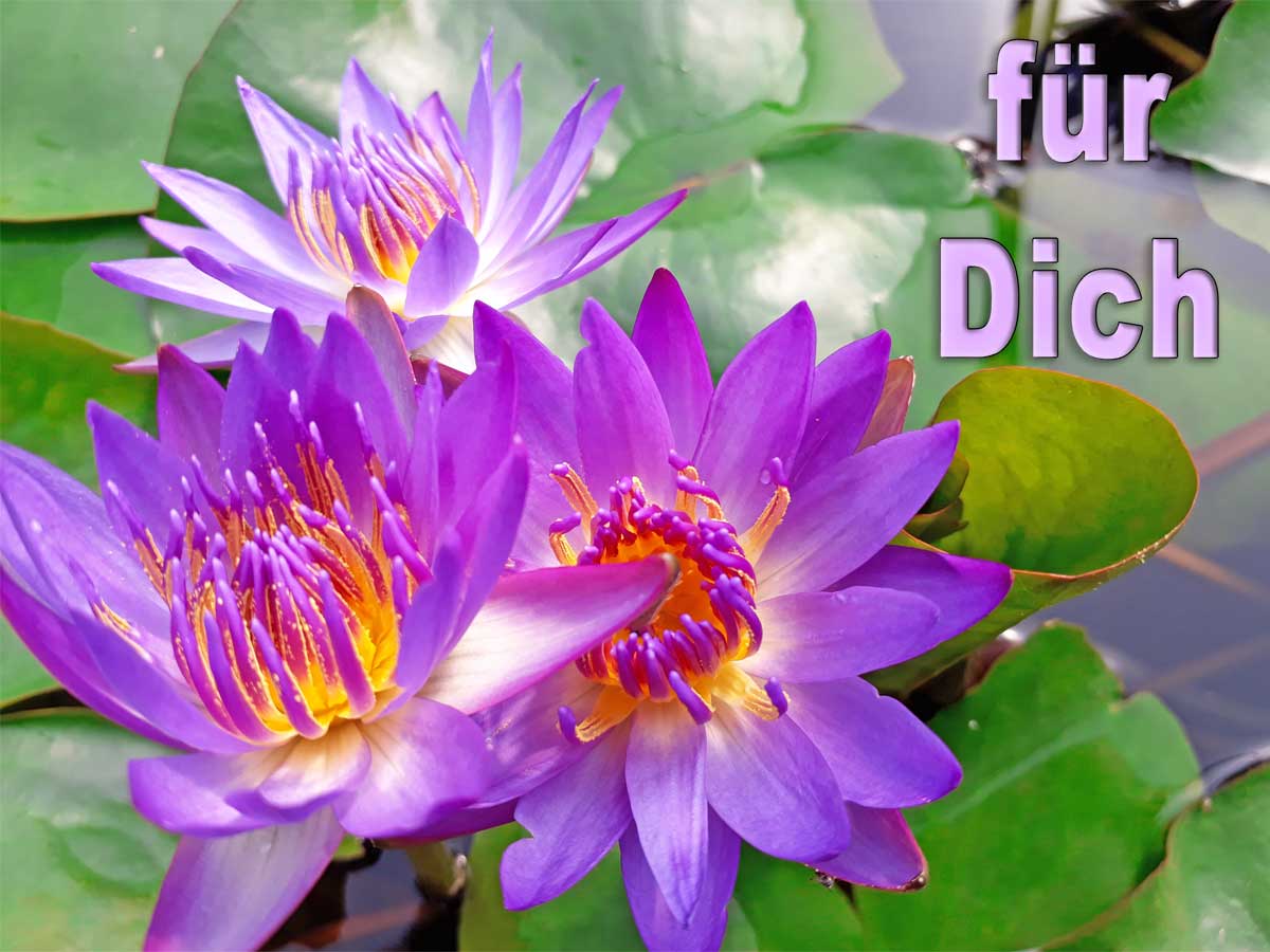 Gutschein Bild 5 blaue Seerose 