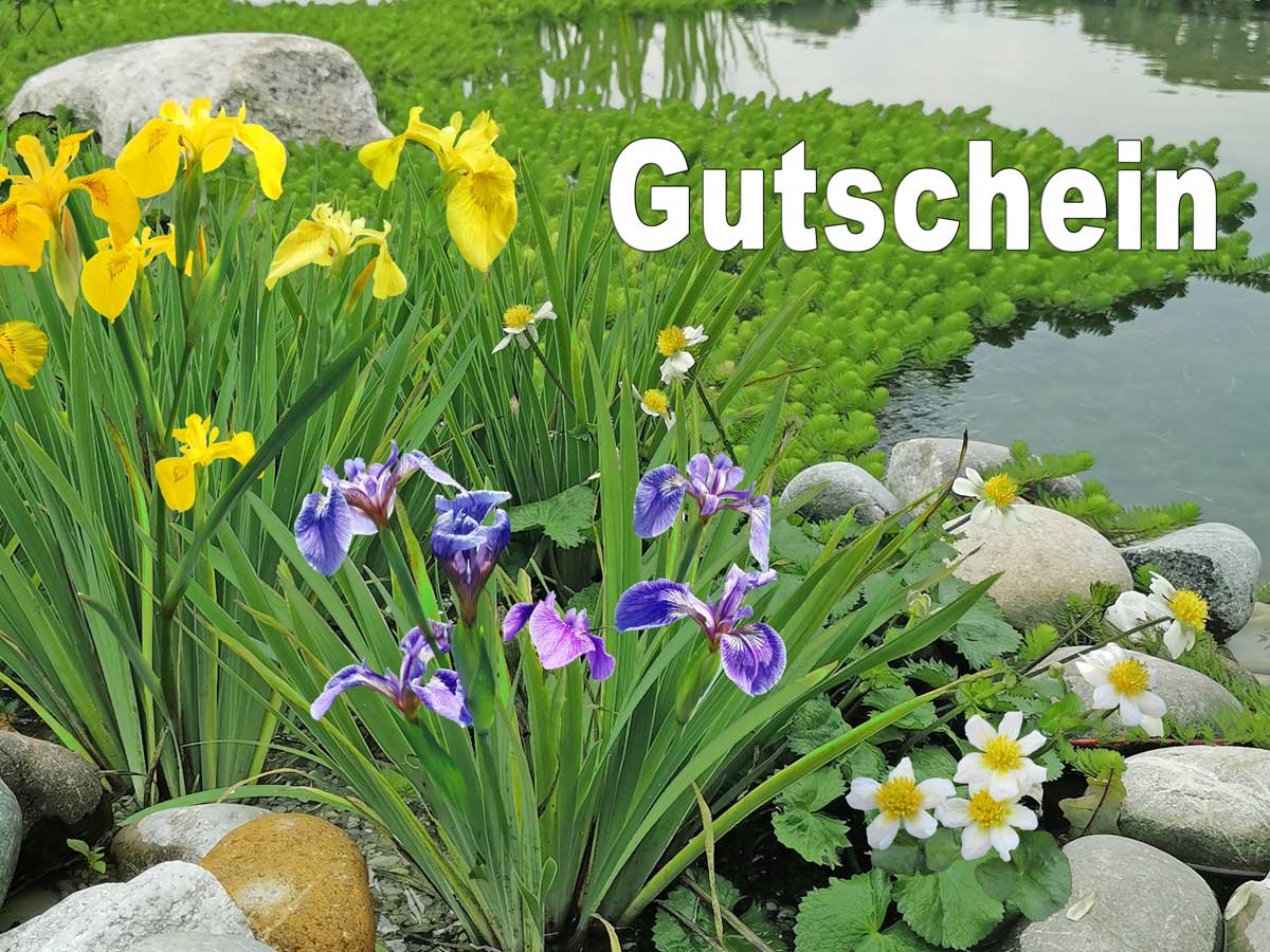 Gutschein Bild 6 Schwertlilien 