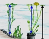 Info Bild über Wasserpflanzen