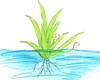 Info Bild über Wasserpflanzen