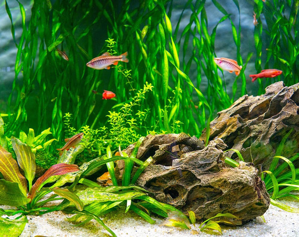 Aquarienpflanzen