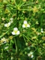 Preview: Blüte des Froschlöffels