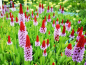 Preview: Orchideenprimel – Primula vialii