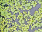 Preview: deutscher Froschbiss - Hydrocharis morsus ranae