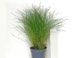 Preview: Zwergnadelsimse - Eleocharis parvula
