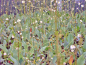 Preview: Alisma plantago - Froschlöffel