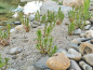 Preview: Gratiola officinalis - Gnadenkraut