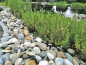 Preview: Gratiola officinalis - Gnadenkraut