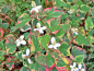Preview: Eidechsenschwanz  - Houttuynia cordata Chameleon