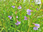 Preview: Blaue Gauklerblume - Mimulus ringens