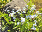 Preview: Sumpf-Vergißmeinnicht - Myosotis palustris