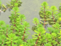 Preview: Tausendblatt - Myriophyllum hippuroides