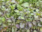 Preview: Lila Brunnenkresse - Nasturtium x officinalis