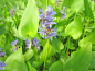 Preview: Hechtkraut - Pontederia cordata