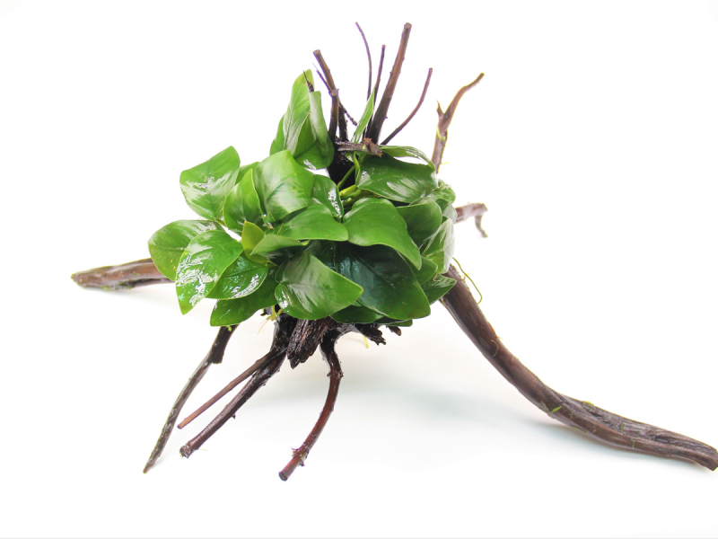 Preview: Zwergspeerblatt auf Spiderwood (14x8x8 cm) - Anubias barteri var. nana