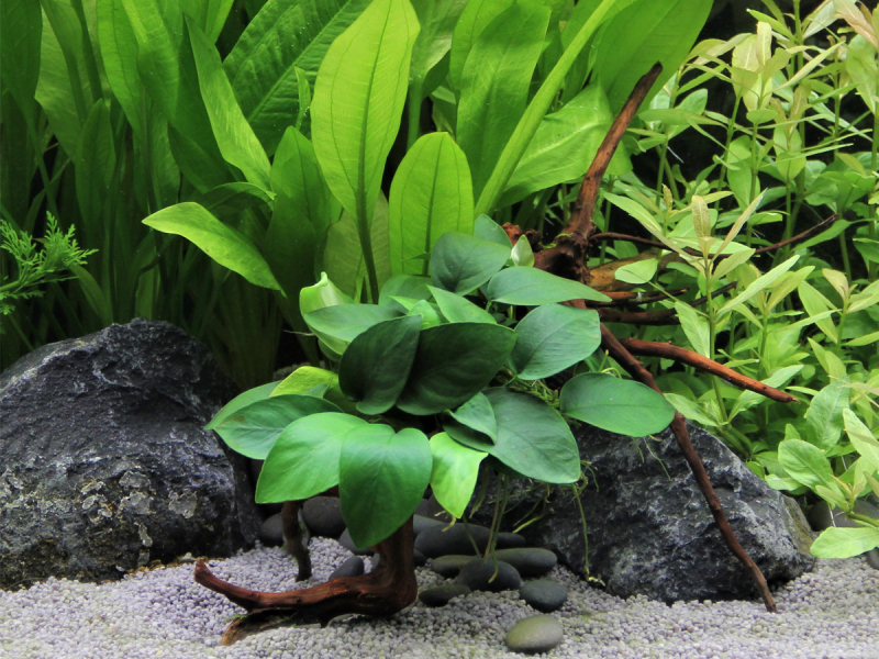 Preview: Anubias barteri var. nana auf Spiderwood Zwergspeerblatt 15x9x15cm