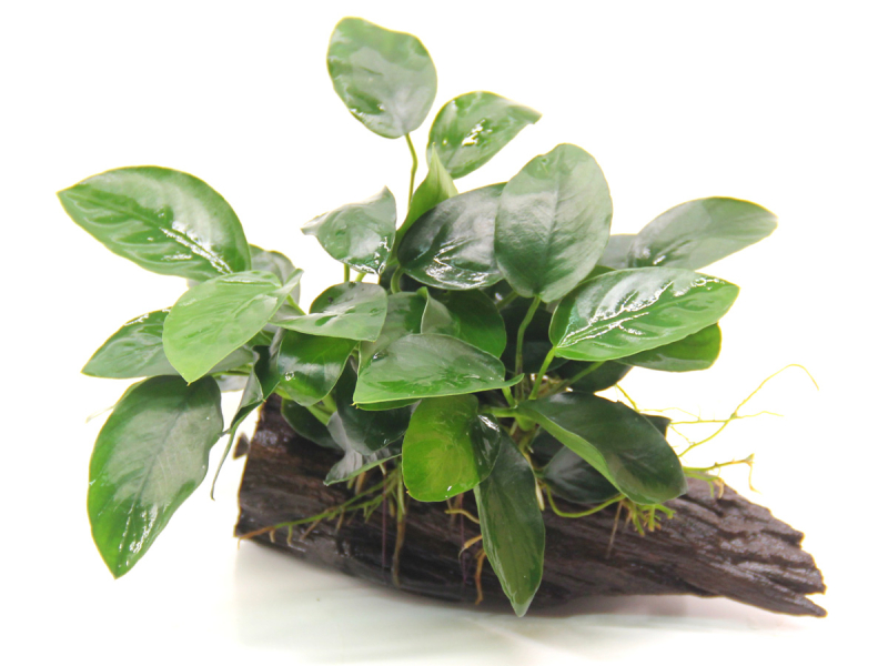 Preview: Zwergspeerblatt auf Wurzel mit Sauger (15x5x11 cm) - Anubias barteri var. nana