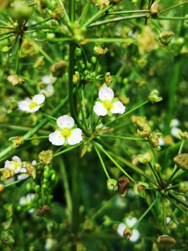 Blüte des Froschlöffels