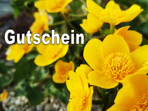 Gutschein 50€