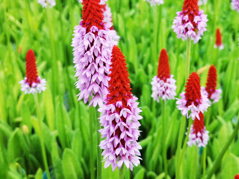 Preview: Orchideenprimel – Primula vialii