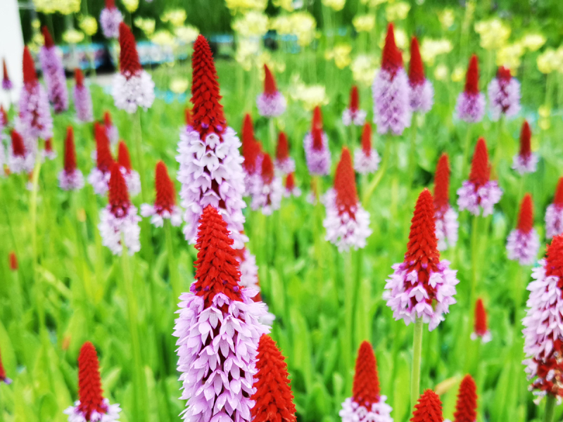 Preview: Orchideenprimel – Primula vialii