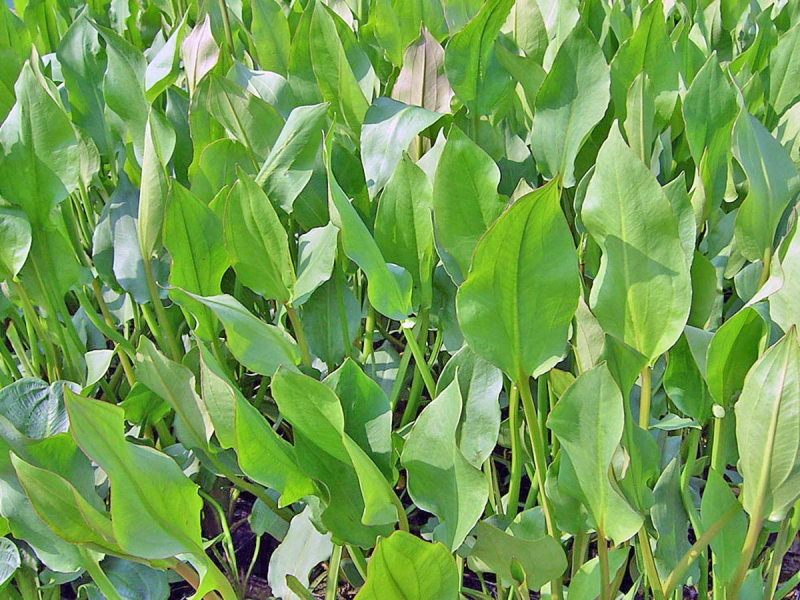 Preview: Alisma plantago - Froschlöffel