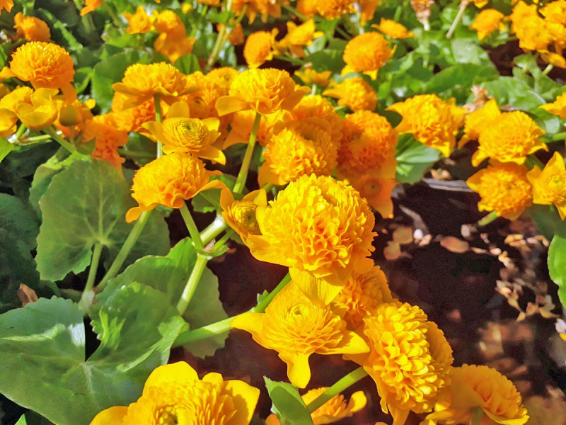 Preview: Caltha palustris Multiplex - Sumpfdotterblume gefüllt