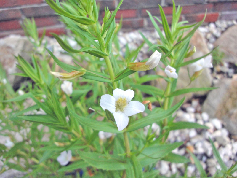 Preview: Gratiola officinalis - Gnadenkraut