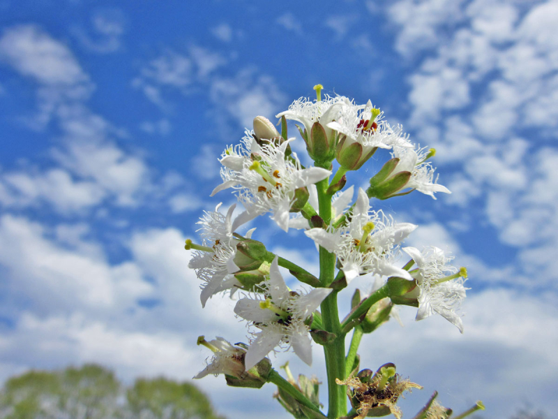 Preview: Fieberklee - Menyanthes trifoliata