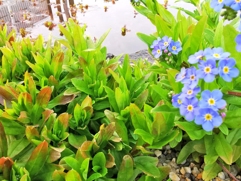 Preview: Sumpfvergißmeinnicht - Myosotis palustris
