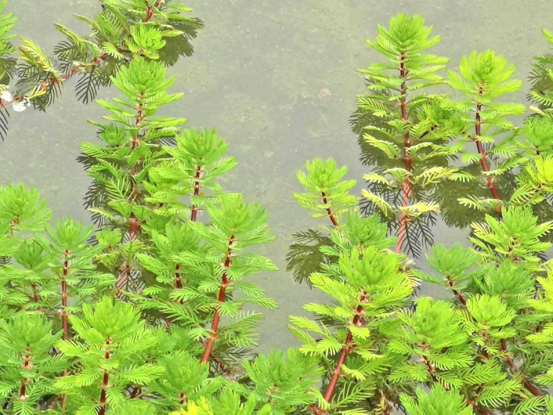 Tausendblatt - Myriophyllum hippuroides