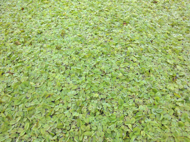 Preview: Schwimmfarn-Salvinia-minima