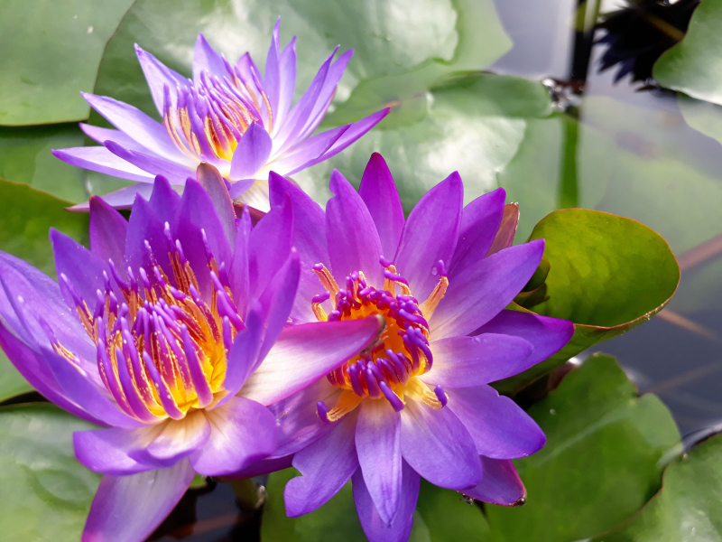 blaue Seerose
