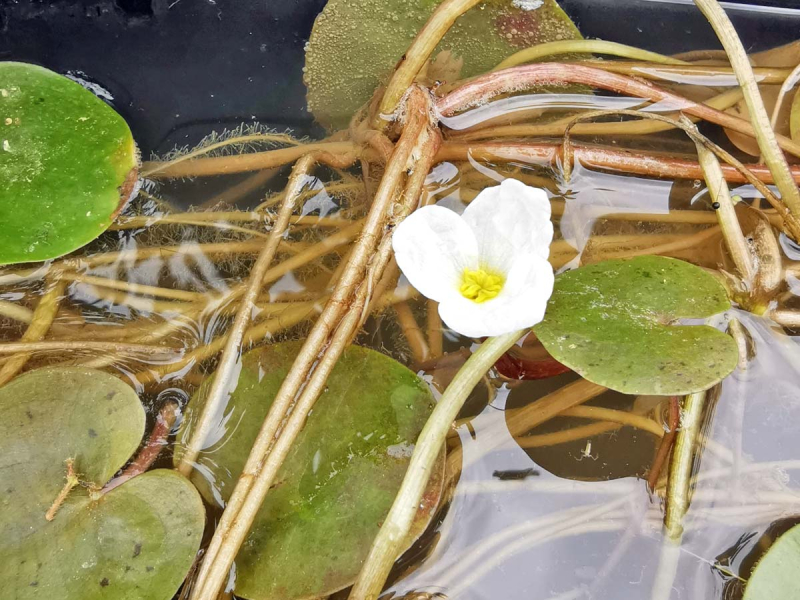 deutscher Froschbiss - Hydrocharis morsus ranae