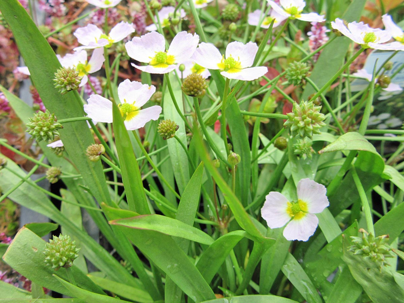 Igelschlauch - Baldellia ranunculoides