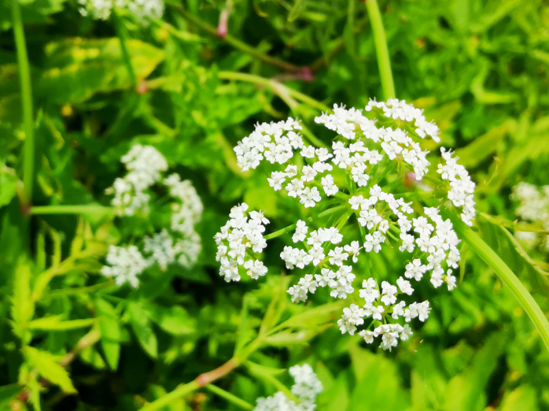 Berle - Berula erecta