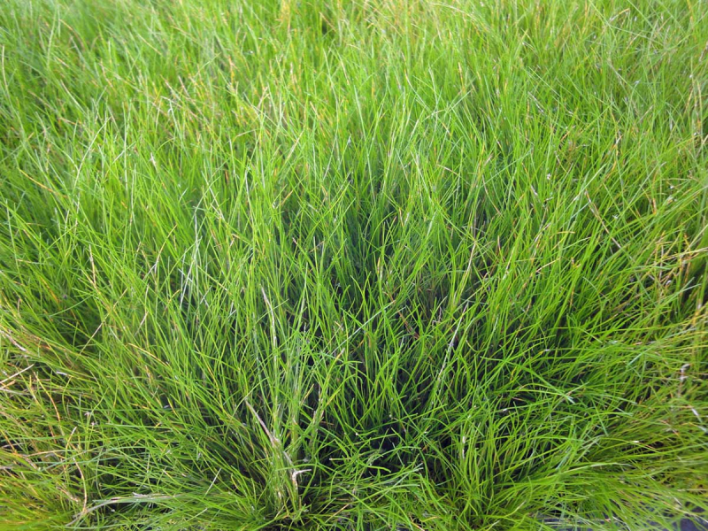 Nadelsimse - Eleocharis acicularis