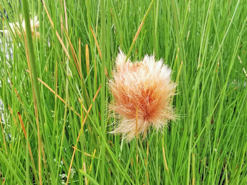 sibirisches Wollgras - Eriophorum russeolum