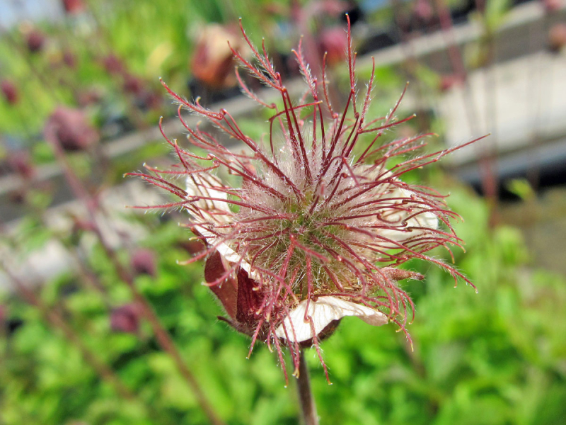 Bachnelkenwurz - Geum rivale
