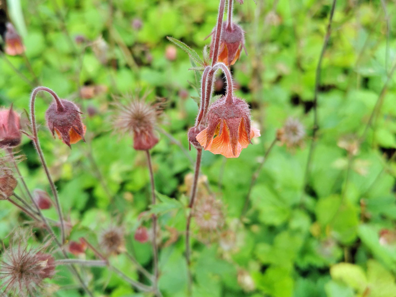 Bachnelkenwurz - Geum rivale