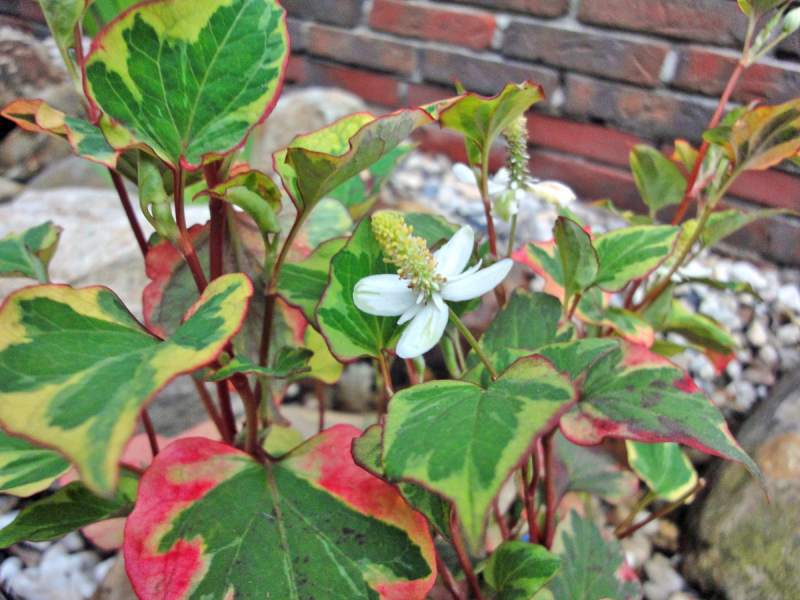 Eidechsenschwanz - Houttuynia cordata Chameleon