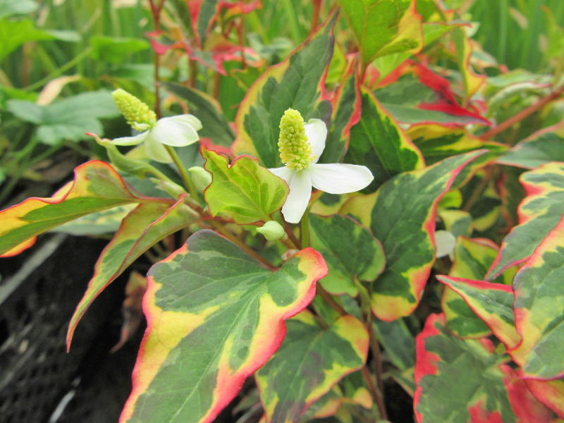 Eidechsenschwanz  - Houttuynia cordata Chameleon