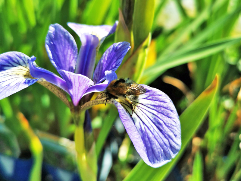 Sumpfiris blau - Iris versicolor