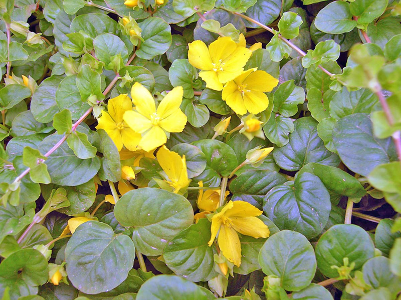 Pfennigkraut - Lysimachia nummularia