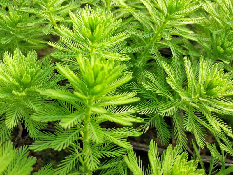 Tausendblatt - Myriophyllum hippuriodes