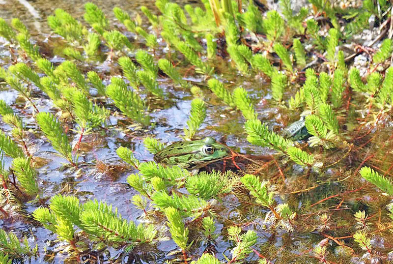 Tausendblatt - Myriophyllum hippuriodes