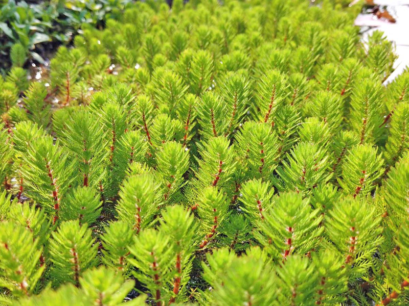 Tausendblatt - Myriophyllum hippuriodes