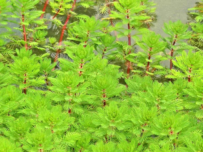 Tausendblatt - Myriophyllum hippuroides