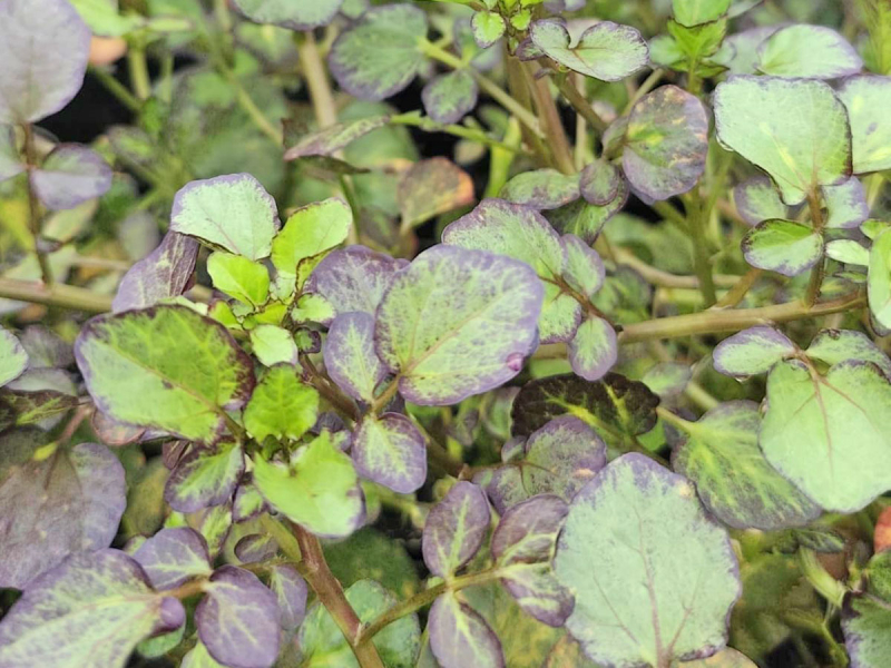 Lila Brunnenkresse - Nasturtium x officinalis